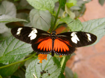 Heliconius Butterfly, Beautiful Butterflies, Awesome Butterflies, Butterfly Beautiful Pictures, Modern Butterflies, New Butterflies