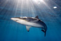 Cuba Article from Diver