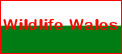 Wildlife Wales